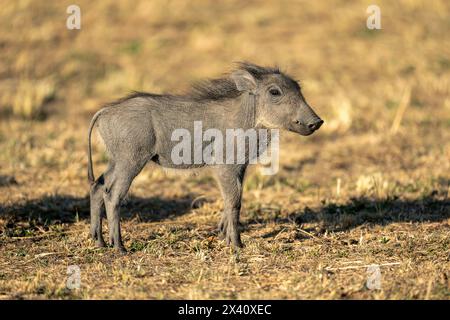 Das gewöhnliche Warzenschwein (Phacochoerus africanus) steht im Serengeti-Nationalpark in Tansania im Profil Stockfoto