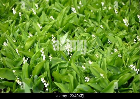 Zarte weiße nickende Köpfe von Maiglöckchen oder Convallaria majalis im britischen Garten April Stockfoto