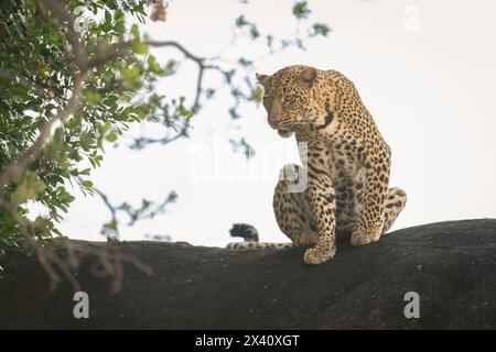 Die Leopardenfrau (Panthera pardus) sitzt auf einem Felsen und blickt auf den Serengeti-Nationalpark, Tansania Stockfoto