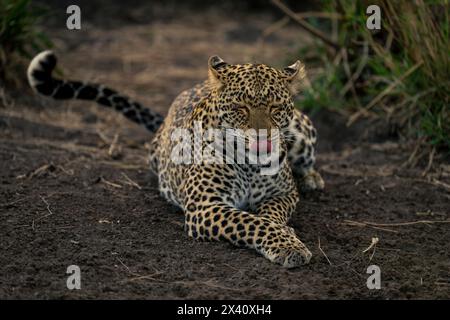 Die Leopardenfrau (Panthera pardus) liegt auf dem Boden und leckt Lippen im Seregenti-Nationalpark, Tansania Stockfoto