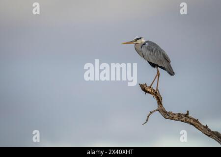 Graureiher (Ardea cinerea) auf totem Ast unter Sturmwolken im Serengeti-Nationalpark; Tansania Stockfoto