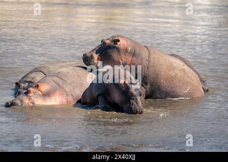 Fünf Flusspferde (Hippopotamus amphibius), die im schlammigen Fluss im Serengeti-Nationalpark in Tansania suhlen Stockfoto