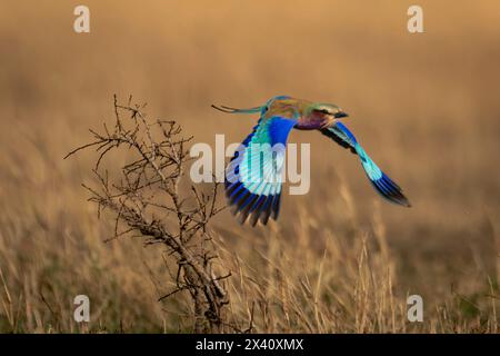 Fliederbrust (Coracias caudatus) fliegt vom toten Busch im Serengeti-Nationalpark, Tansania Stockfoto