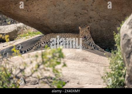 Leopard (Panthera pardus) liegt unter schattigen Felsen in der Nähe von Büschen im Serengeti-Nationalpark, Tansania Stockfoto