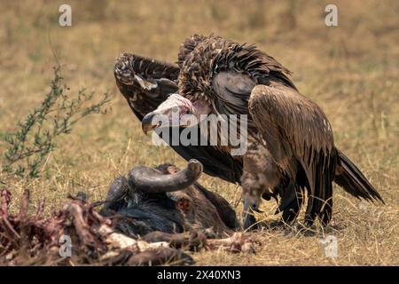 Lappenteier (Torgos tracheliotos) hocken sich über dem Schlachtkörper des blauen Gnus im Serengeti-Nationalpark in Tansania Stockfoto