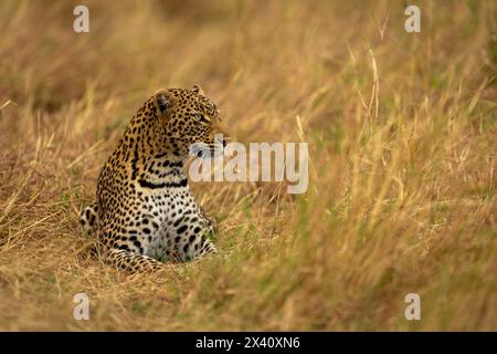 Leopard (Panthera pardus) liegt in langem Gras und blickt direkt in den Serengeti-Nationalpark, Tansania Stockfoto