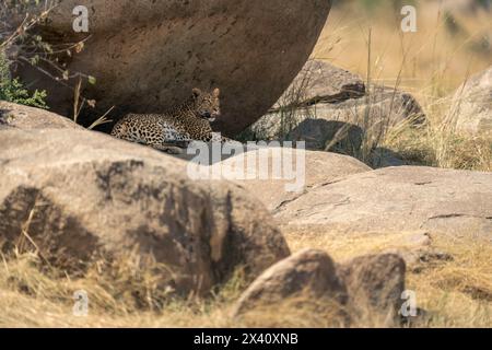 Leopard (Panthera pardus) liegt unter der schattigen Felsöffnung im Serengeti-Nationalpark, Tansania Stockfoto