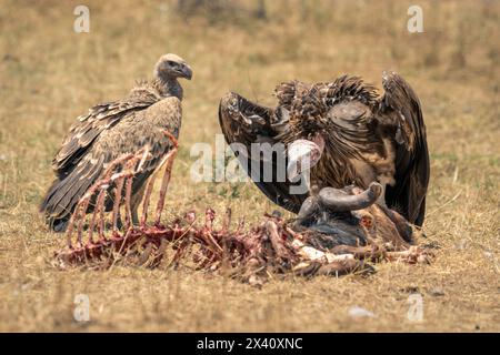 Lappenteier (Torgos tracheliotos) und Weißgeier (Gyps africanus) bewachen den Schlachtkörper des Gnus im Serengeti-Nationalpark in Tansania Stockfoto