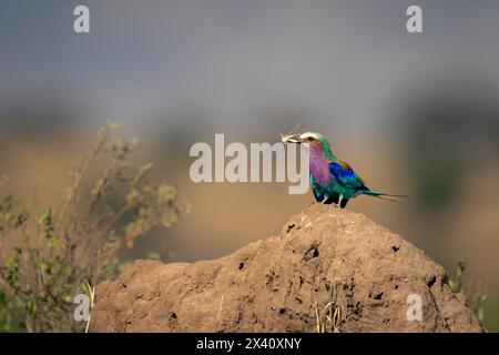 Die Fliederbrust (Coracias caudatus) auf dem Termitenhügel hält Insekten im Serengeti-Nationalpark in Tansania Stockfoto