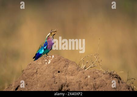 Fliederbrust (Coracias caudatus) auf Termitenhügel wirft Insekten im Serengeti-Nationalpark; Tansania Stockfoto