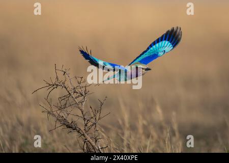 Fliederbrust-Roller (Coracias caudatus), der vor totem Busch im Serengeti-Nationalpark, Tansania, flüchtet Stockfoto