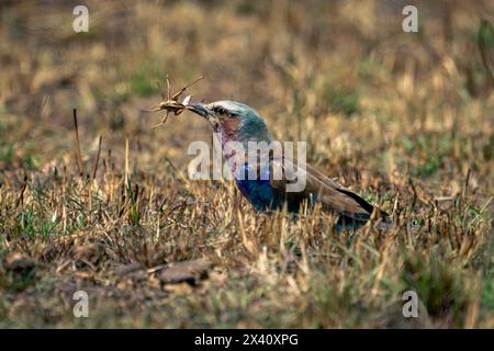 Die Fliederbrust (Coracias caudatus) hält Insekten auf kurzem Gras im Serengeti-Nationalpark in Tansania Stockfoto