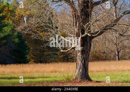 Hornissennest im herbstlichen, blattlosen Baum. Cades Cove Visitor Center, Great Smoky Mountains National Park. Townsend, Tennessee, USA. Stockfoto