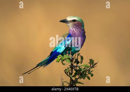 Die Fliederbrust (Coracias caudatus) dreht den Kopf auf einem Blattzweig im Serengeti-Nationalpark, Tansania Stockfoto