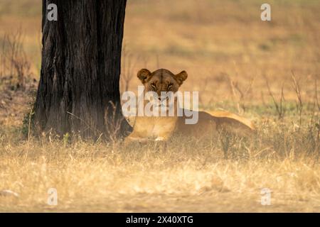 Löwin (Panthera leo) liegt am Baumstamm im Serengeti-Nationalpark, Tansania Stockfoto