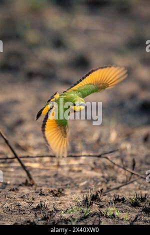 Nahaufnahme eines kleinen Bienenfressers (Merops pusillus), der in Bodennähe in Richtung Kamera fliegt; Serengeti-Nationalpark, Tansania, Afrika Stockfoto