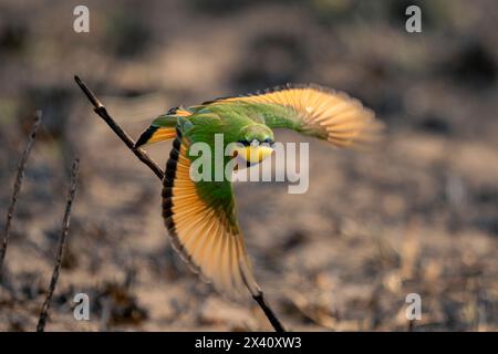 Nahaufnahme eines kleinen Bienenfressers (Merops pusillus), der von einem Zweig auf die Kamera zufliegt; Serengeti-Nationalpark, Tansania, Afrika Stockfoto