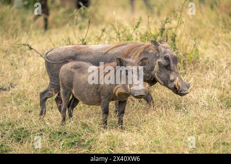 Männliche und weibliche gewöhnliche Warzenschweine (Phacochoerus africanus) stehen nebeneinander im Serengeti-Nationalpark, Tansania Stockfoto