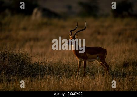 Der gemeine Impala (Aepyceros melampus) liegt im langen Gras im Serengeti-Nationalpark, Tansania Stockfoto