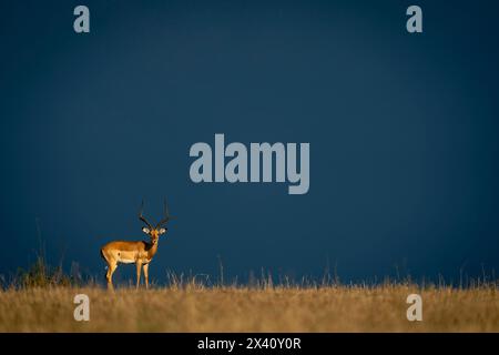 Männliche Impala (Aepyceros melampus) steht am Horizont im Serengeti-Nationalpark, Tansania Stockfoto