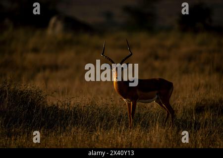 Männliche Impala (Aepyceros melampus) steht im Serengeti-Nationalpark, Tansania, mit Blick auf die Kamera Stockfoto