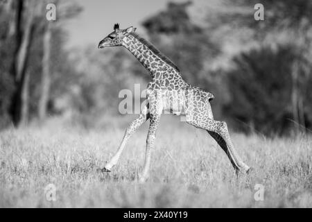 Monochromatisch einer jungen Masai-Giraffe (Giraffa tippelskirchi), die über die Rodung im Serengeti-Nationalpark in Tansania galoppiert Stockfoto