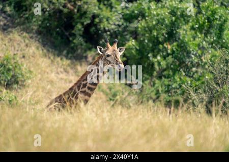 Masai Giraffe (Giraffa tippelskirchi) starrt in die Kamera über der Bank im Serengeti-Nationalpark, Tansania Stockfoto