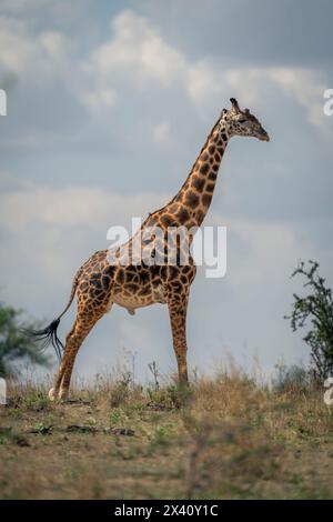 Masai Giraffe (Giraffa tippelskirchi) steht am Horizont in der Sonne im Serengeti Nationalpark, Tansania Stockfoto