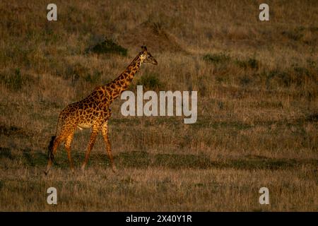 Masai Giraffe (Giraffa tippelskirchi) überquert die Grasebene bei Sonnenaufgang im Serengeti-Nationalpark in Tansania Stockfoto