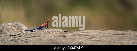 Panorama des Spider-man-Agama (Agama mwanzae), das auf Felsen im Serengeti-Nationalpark in Tansania sonnt Stockfoto