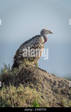 Ruppellgeier (Gyps rueppelli) auf Termitenhügel im Profil im Serengeti-Nationalpark; Tansania Stockfoto