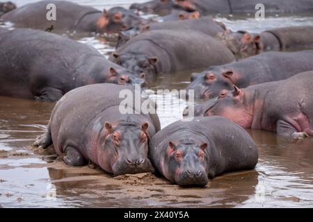 Die Hippopotamuskapseln (Hippopotamus amphibius) liegen im seichten Fluss im Serengeti-Nationalpark, Tansania Stockfoto