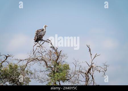 Ruppellgeier (Gyps rueppelli) auf dem obersten Zweig des Baumes im Serengeti-Nationalpark, Tansania Stockfoto