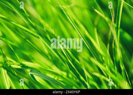 Nahaufnahme des grünen Grases Stockfoto