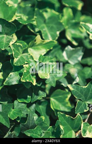 Grüner Efeu verlässt Hintergrund, Hedera Helix Stockfoto