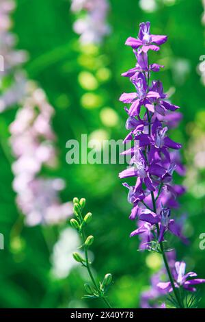 Blühende Consolida ajacis Blumen im Garten Stockfoto