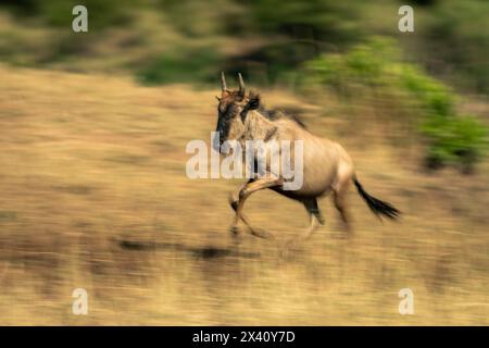 Langsame Wanne blauer Gnus-Kalb (Connochaetes taurinus) galoppiert im Serengeti-Nationalpark; Tansania Stockfoto