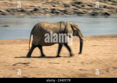 Langsamer afrikanischer Elefant (Loxodonta africana) überquert den Strand im Serengeti-Nationalpark; Tansania Stockfoto