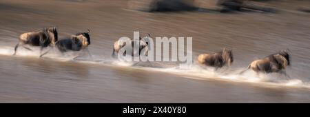 Langsames Panorama der blauen Gnus (Connochaetes taurinus), die im Serengeti-Nationalpark, Tansania, überquert wird Stockfoto