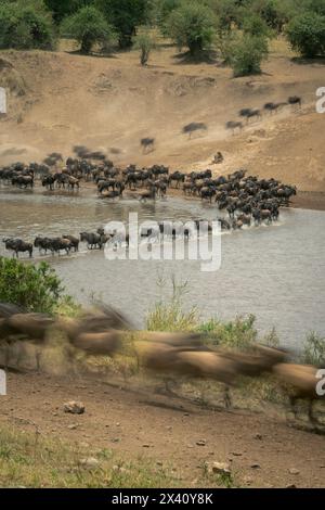 Langsame Wanne blauer Gnus (Connochaetes taurinus) in seichten Gewässern im Seregenti Nationalpark; Tansania Stockfoto