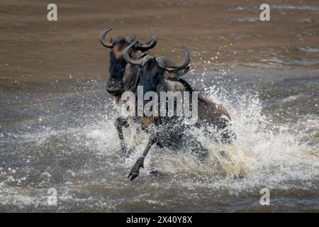 Zwei blaue Gnus (Connochaetes taurinus) überqueren den Fluss und erzeugen Sprühnebel; Serengeti Nationalpark, Tansania, Afrika Stockfoto