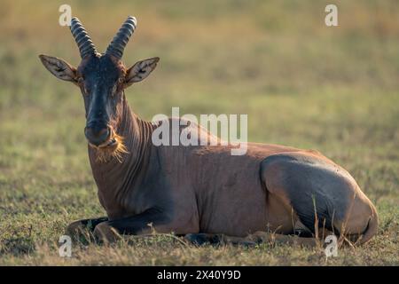 Topi (Damaliscus lunatus jimela) liegt auf einer grasbewachsenen Tiefebene und beobachtet eine Kamera im Serengeti-Nationalpark, Tansania Stockfoto