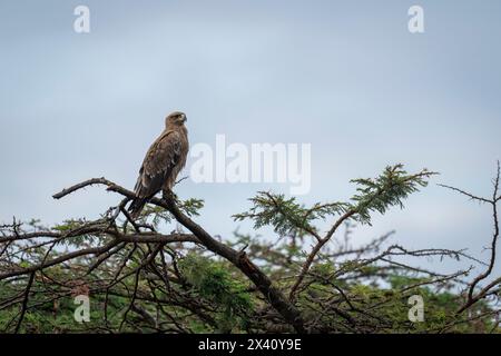 Tawny Adler (Aquila rapax) auf einem Ast unter bewölktem Himmel im Serengeti-Nationalpark; Tansania Stockfoto