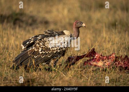 Ruppellgeier (Gyps rueppelli) mit blutigem Hals in der Nähe von Schlachtkörpern im Serengeti-Nationalpark; Tansania Stockfoto