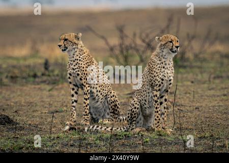 Zwei Geparden (Acinonyx jubatus) sitzen gegenüber dem Serengeti-Nationalpark, Tansania Stockfoto