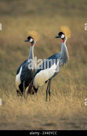 Zwei grau gekrönte Kraniche (Balearica regulorum) nebeneinander in der Savanne im Serengeti-Nationalpark, Tansania Stockfoto