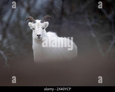 Dall-Schafe (Ovis dalli dalli) in dickem Winterpelage sehen den Betrachter in diesem Bild entlang des Turnagain Arm südlich von Anchorage, Alaska, USA Stockfoto