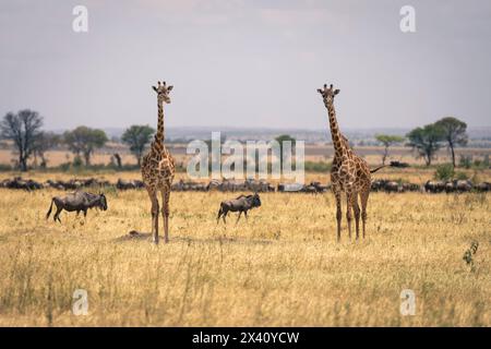 Zwei Masai-Giraffen (Giraffa tippelskirchi) stehen in der Nähe der blauen Gnus (Connochaetes taurinus) im Serengeti-Nationalpark, Tansania Stockfoto