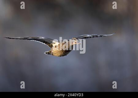 Stockenten (Anas platyrhynchos) schweben mitten im Winter über einem nicht gefrorenen Abschnitt eines südzentralen Alaska-Teichs. Solange Essen und offenes Wasser ava sind... Stockfoto