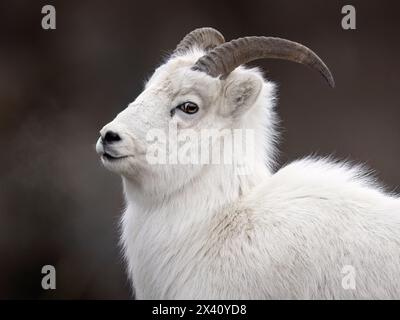 Dall-Schafe (Ovis dalli dalli) in dickem Winterpelage sehen den Betrachter in diesem Bild entlang des Turnagain Arm südlich von Anchorage, Alaska, USA Stockfoto